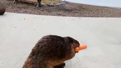 Father beaver carrying carrots for his family.