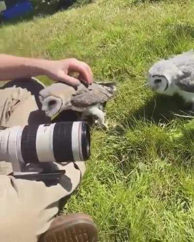 Owls get a little too comfortable while getting clicked