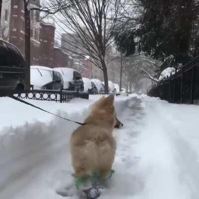 Corgi walking through the snow in his little booties