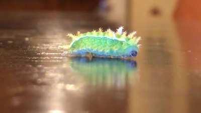 Just want to confirm that I have the correct ID for this little guy that I found in NW Missouri. Spiney Oak Slug Caterpillar? There are no orange or red markings on it.