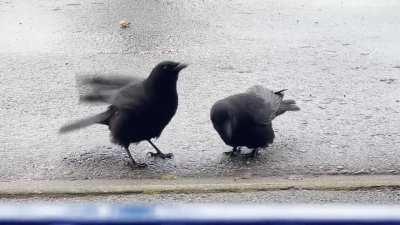 Any of you ever have crow pairs do this ritual? it’s happened between multiple pairs i’ve seen and i’ve finally caught it on video