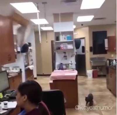 Cat jumps with bed, lands on it