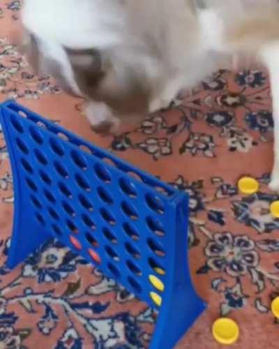 K9 friend. Playing connect 4 together