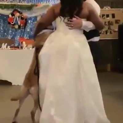 Dog asks for dance with owner at his own wedding!