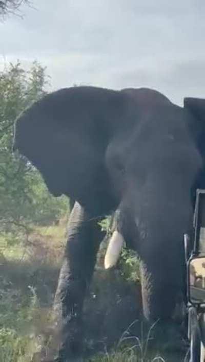 Getting a little too close to a herd of elephants in South Africa…