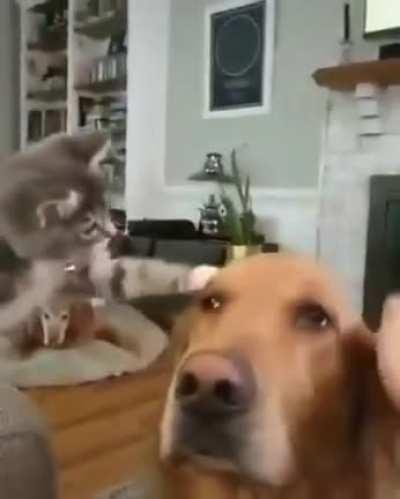 Kitten mimics his human petting the dog