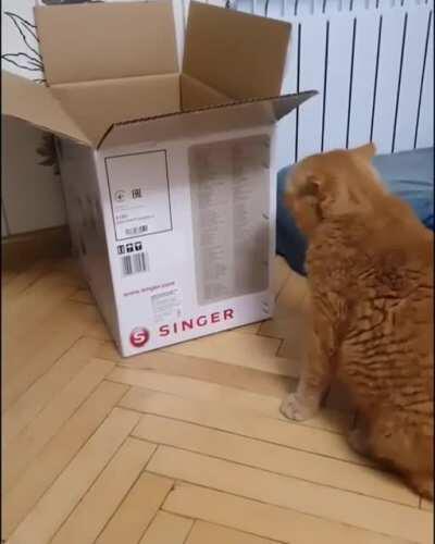 Cat trap working in real time