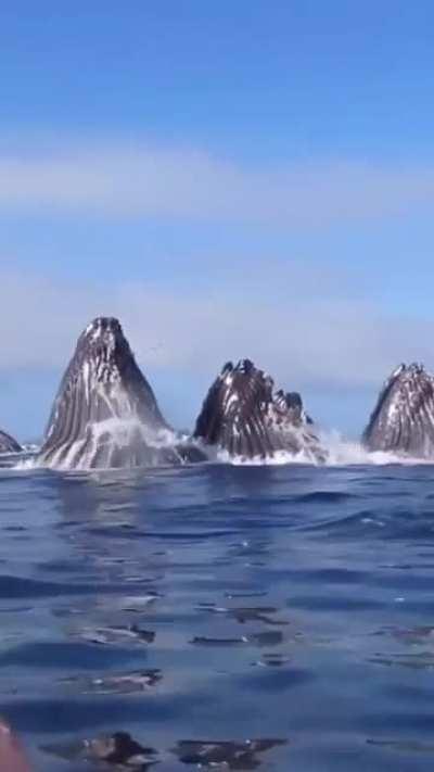 Whales feeding time.