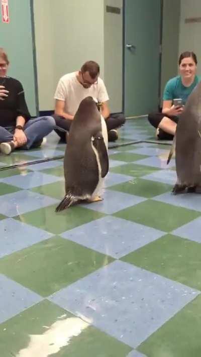 The penguins are on a tour to visit humans