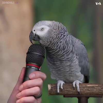 A parrot doing an interview