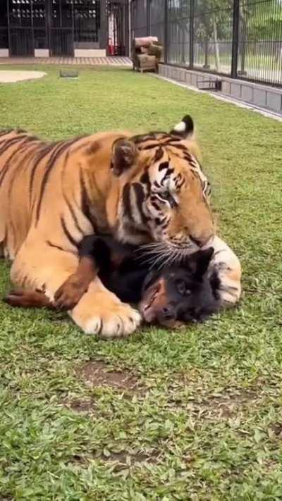 Size difference between Tiger & rottweiler