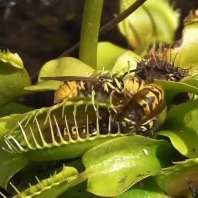 Venue fly trap vs Wasps