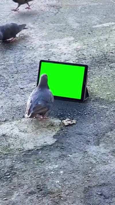 [GREEN SCREEN] Pigeon staring at Tablet Screen meme template