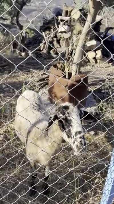 Goats in our Greek Village