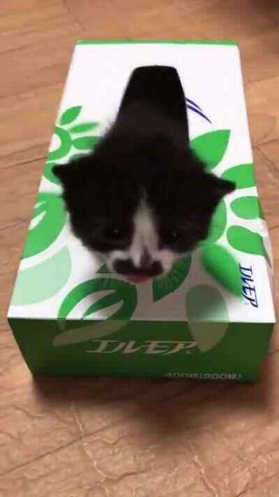 Cat-in-the-box