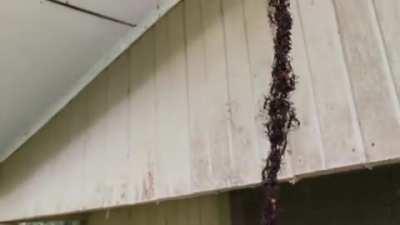 Ants form a bridge to attack a hornet nest