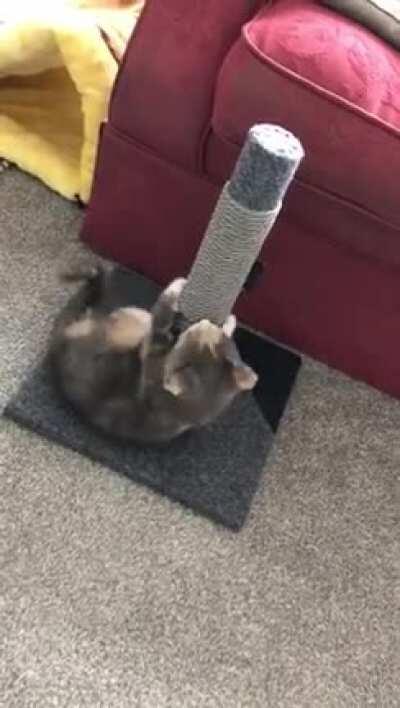 Mum sent me this video of her new kitten, Rosie, settling in on her second day in her new home. Looking forward to going to visit!