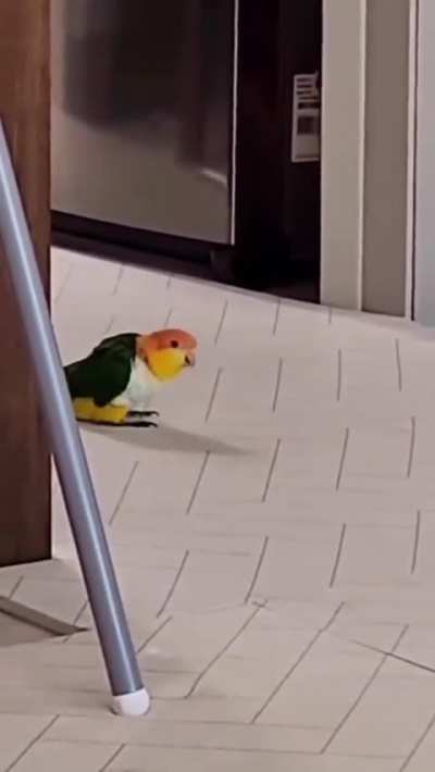 to leave the parrot in the cage.