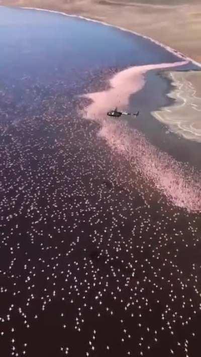 🔥 Flamingos in the hot springs of Lake Bogoria in Kenya