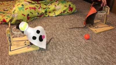 My Pet Rats Olive the Pumpkin and her sister Donut the Ghost Playing vs Basketball!