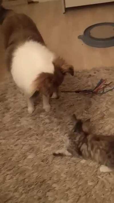 This is how our Sheltie Joy plays with the kittens
