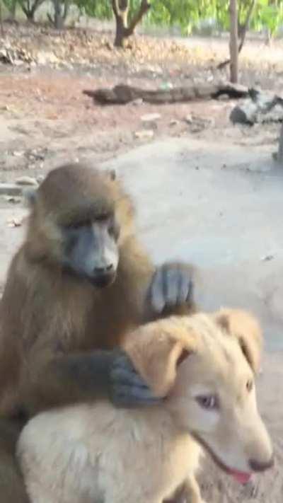 This Baboon is helping his dog Friend to get rid of bugs.