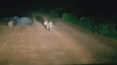 Jaguar trailing a giant anteater, waiting for the right moment to attack.