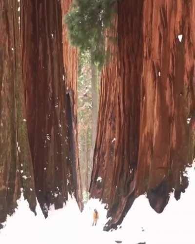 The enormity of the redwoods in Sequoia National Park