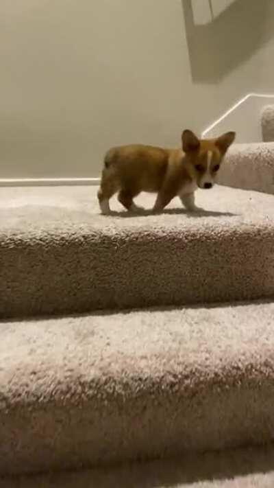 baby Pumpkin figured out the stairs today!