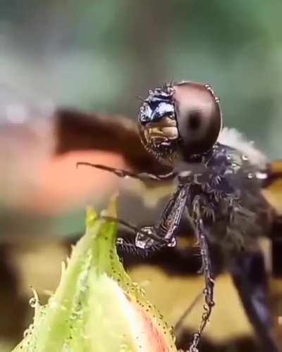 🔥 Ant cleaning it's head of Rain