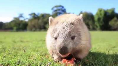 This cute wombats, it's native to Australia.