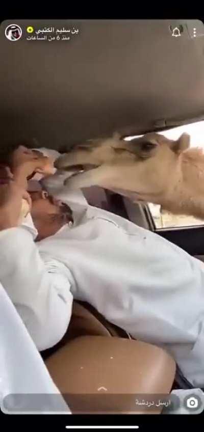 Guy freaks out while his friend feed a camel bread.