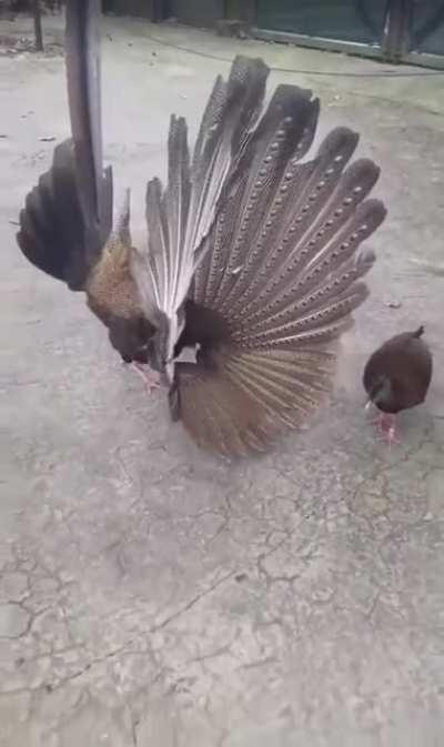 An Argus pheasant doing his best