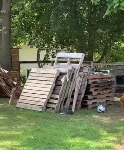 A dog and a chicken having fun