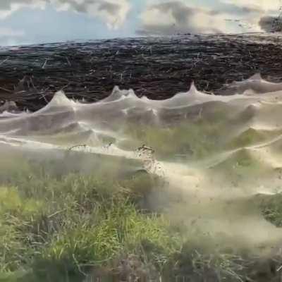 Like a billowing veil, this spider web stretches ethereally, shrouding the landscape and over a kilometre long in one area The effort of millions of sheet web spiders leaving flooded terrains in Australia.