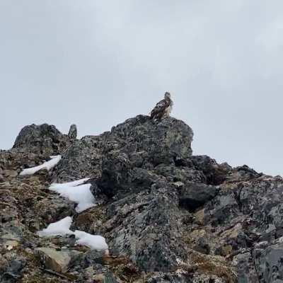 Juvenile bald eagle heckles skiers in Dutch Harbor AK in May