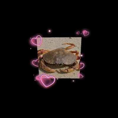 🦀 crab