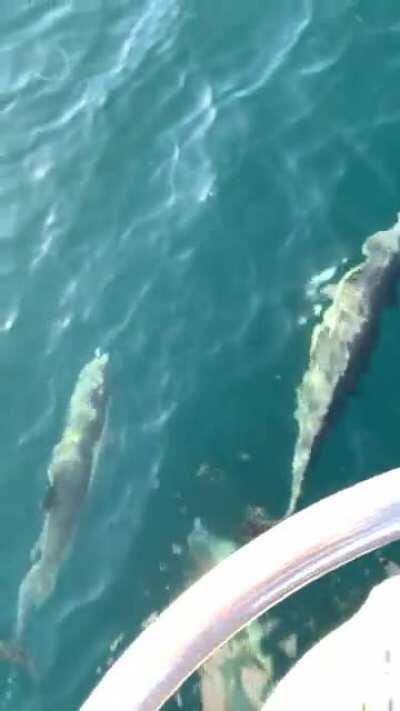 Our escort to Catalina Island from Oceanside, CA