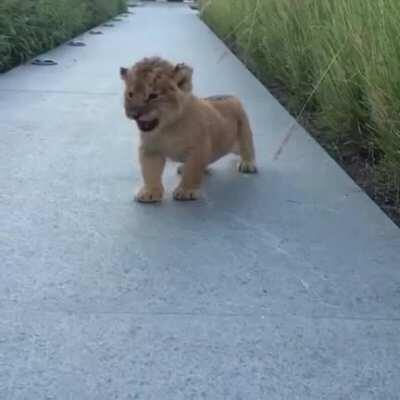 Lion cub practices his mighty roar