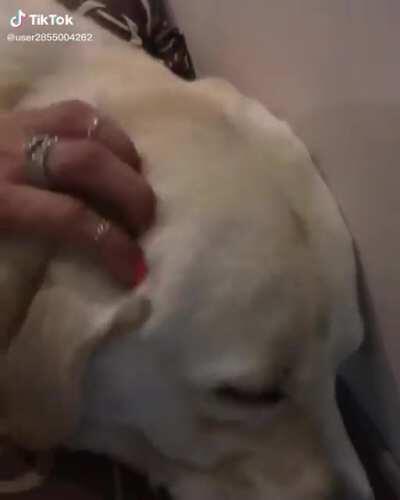 (original audio) doggo massage