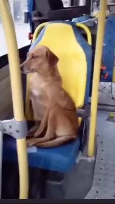 Cachorro caramelo pegando um ônibus