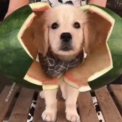 Adorable Watermelon Doggo