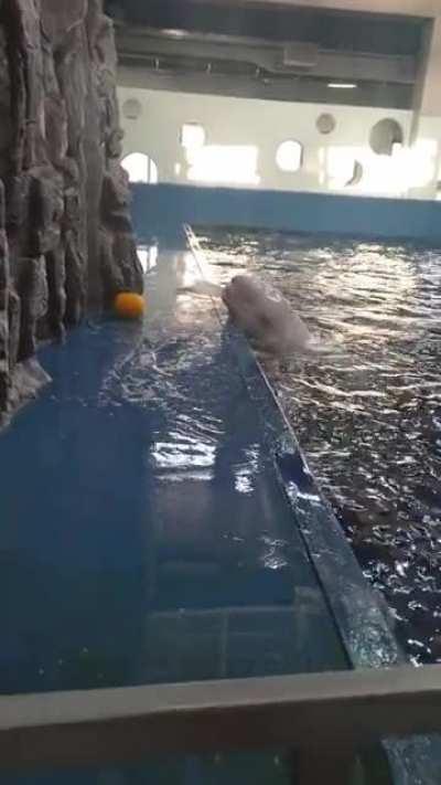 Beluga Whale uses Hydro Blast to retrieve toy