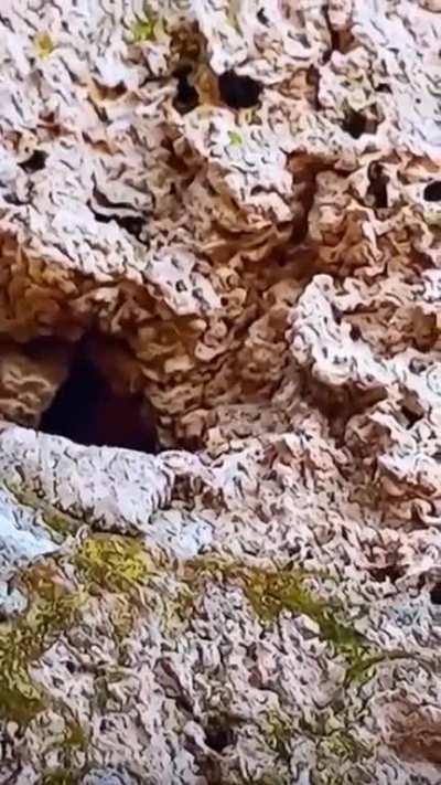 A horned Viper tricks a bird by using his tail which looks exactly like a spider and his body which looks exactly like desert rocks.