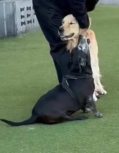 Good boy wants to make friends with everyone