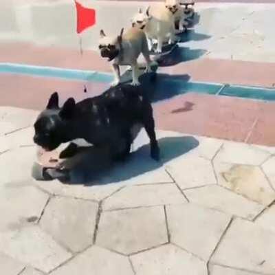 Doggie Train!!