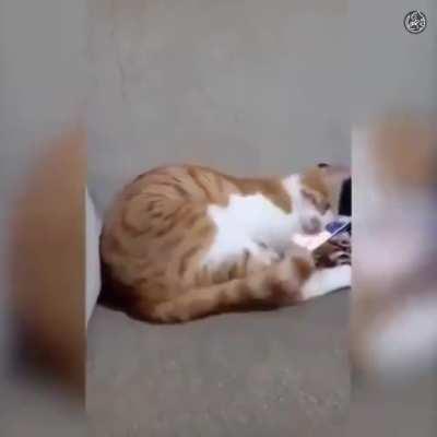 Cat watching a video of their deceased owner playing the piano.