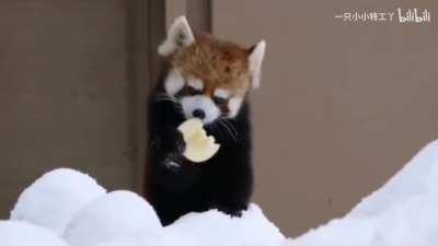 lively red pandas