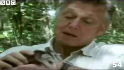 David Attenborough turns 95. This is his incredible life in 95 seconds.