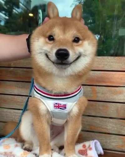 This smiling doggo.